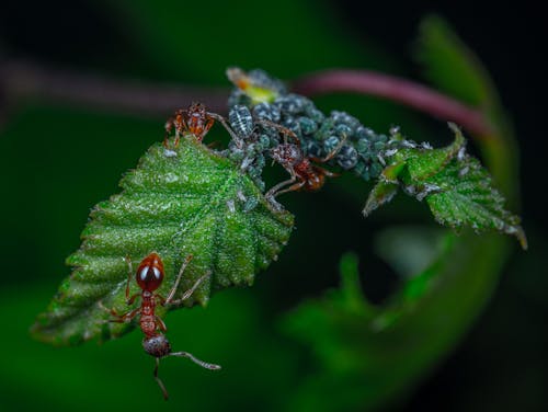 Red Ants On Green Leaf