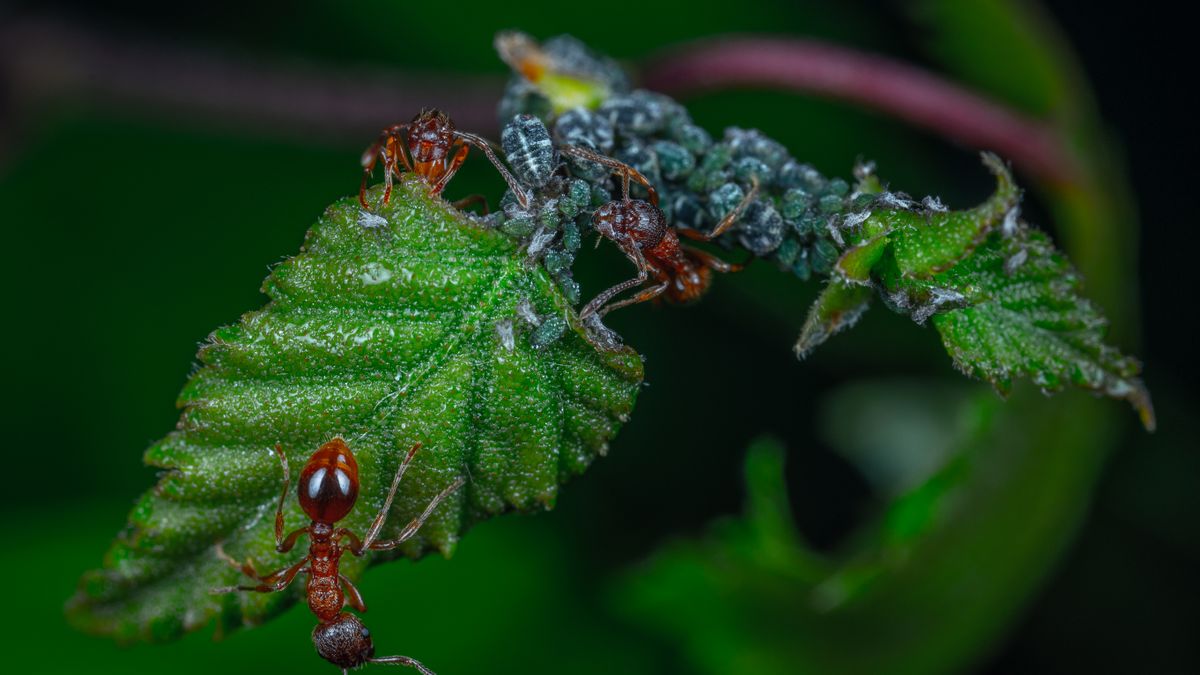 Pucerons, limaces, aleurodes : mettre en place une défense naturelle du potager en 7 jours