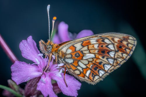 Mariposa Naranja Y Blanca Sobre Flor Morada