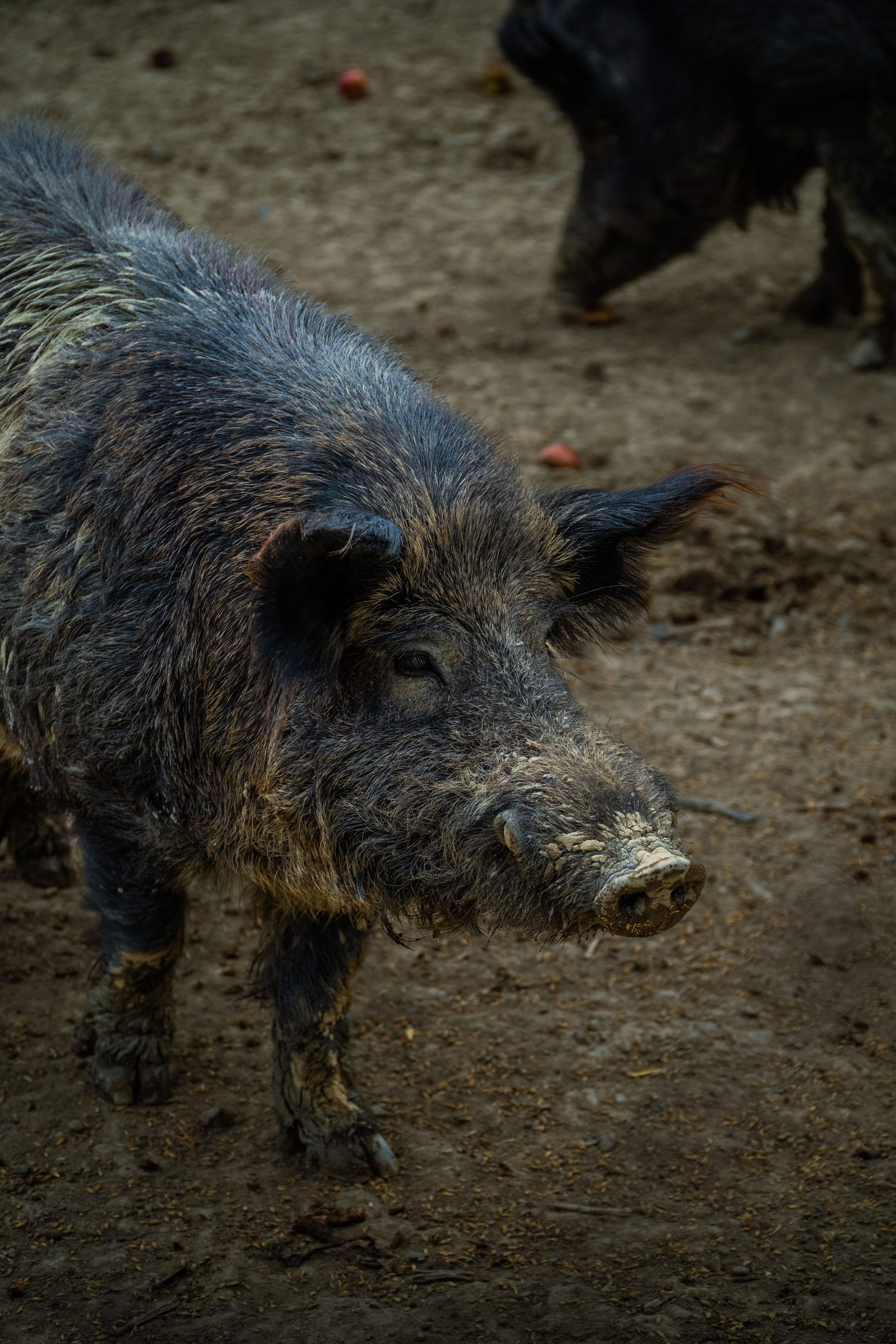 Close-up of a wild boar standing on a muddy farm with another in the background.