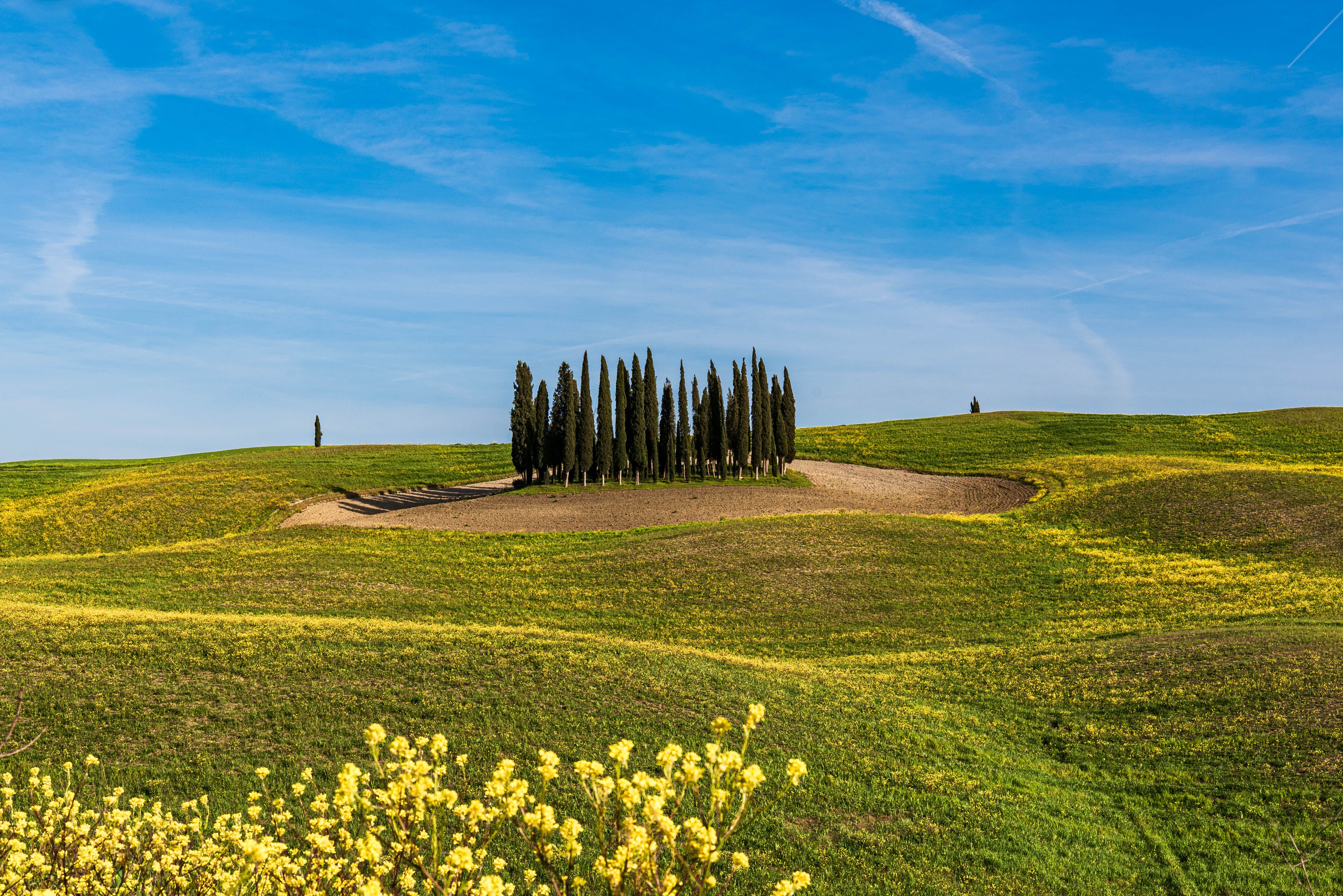 Groene Toscaanse heuvels met cipressen en gele lentebloemen