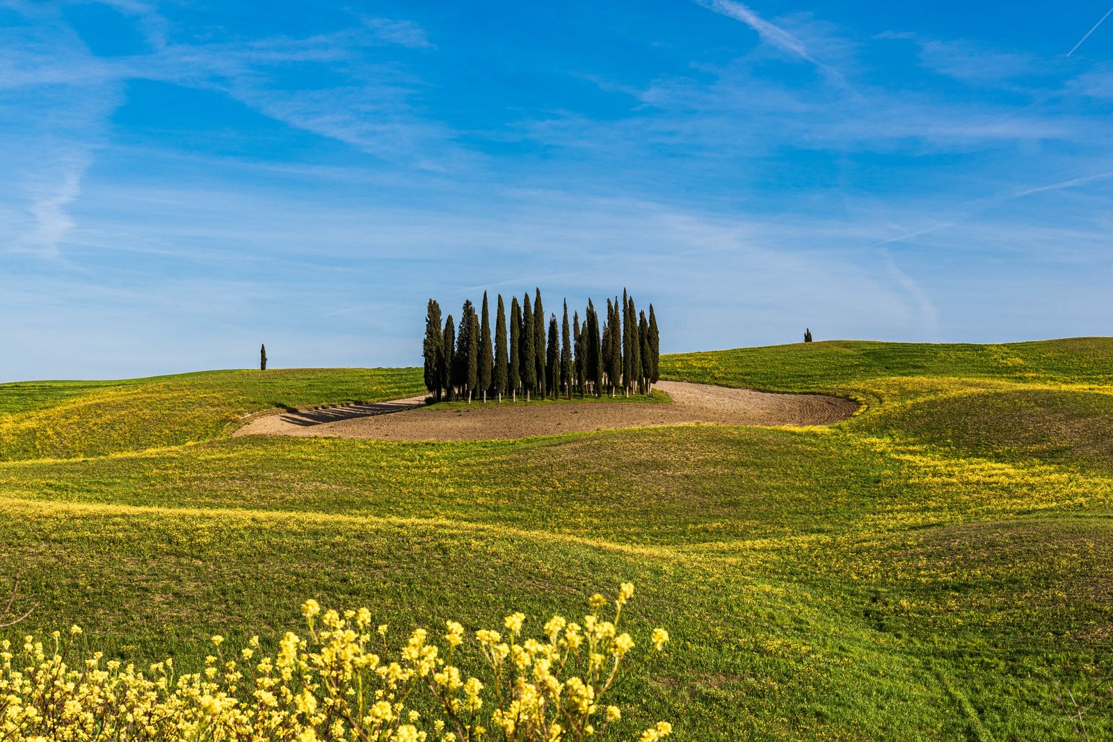 Cypress on the hill paint by numbers
