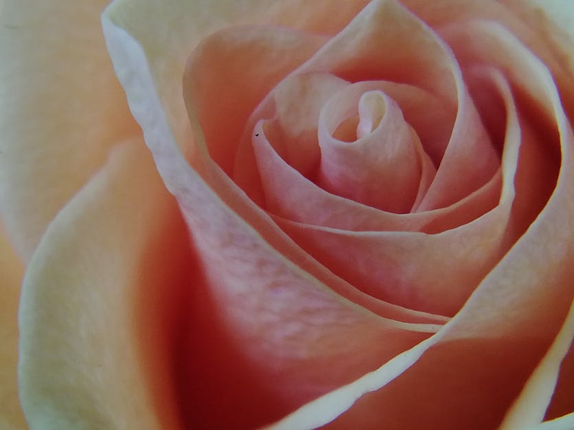Free Stock Photo Of Macro Photo Pink Roses Withered