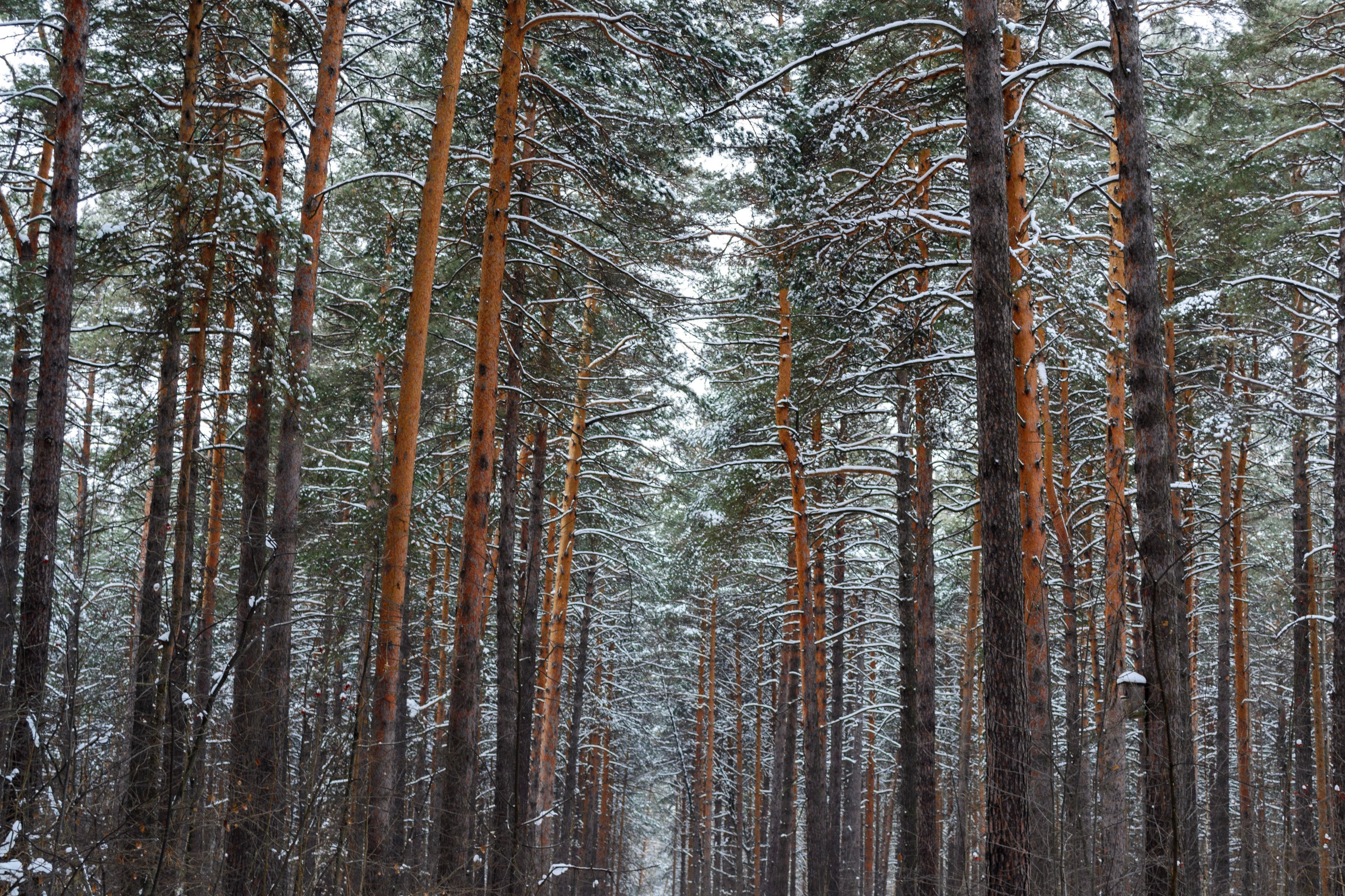 Snowy Pine Forest in Winter Wonderland · Free Stock Photo