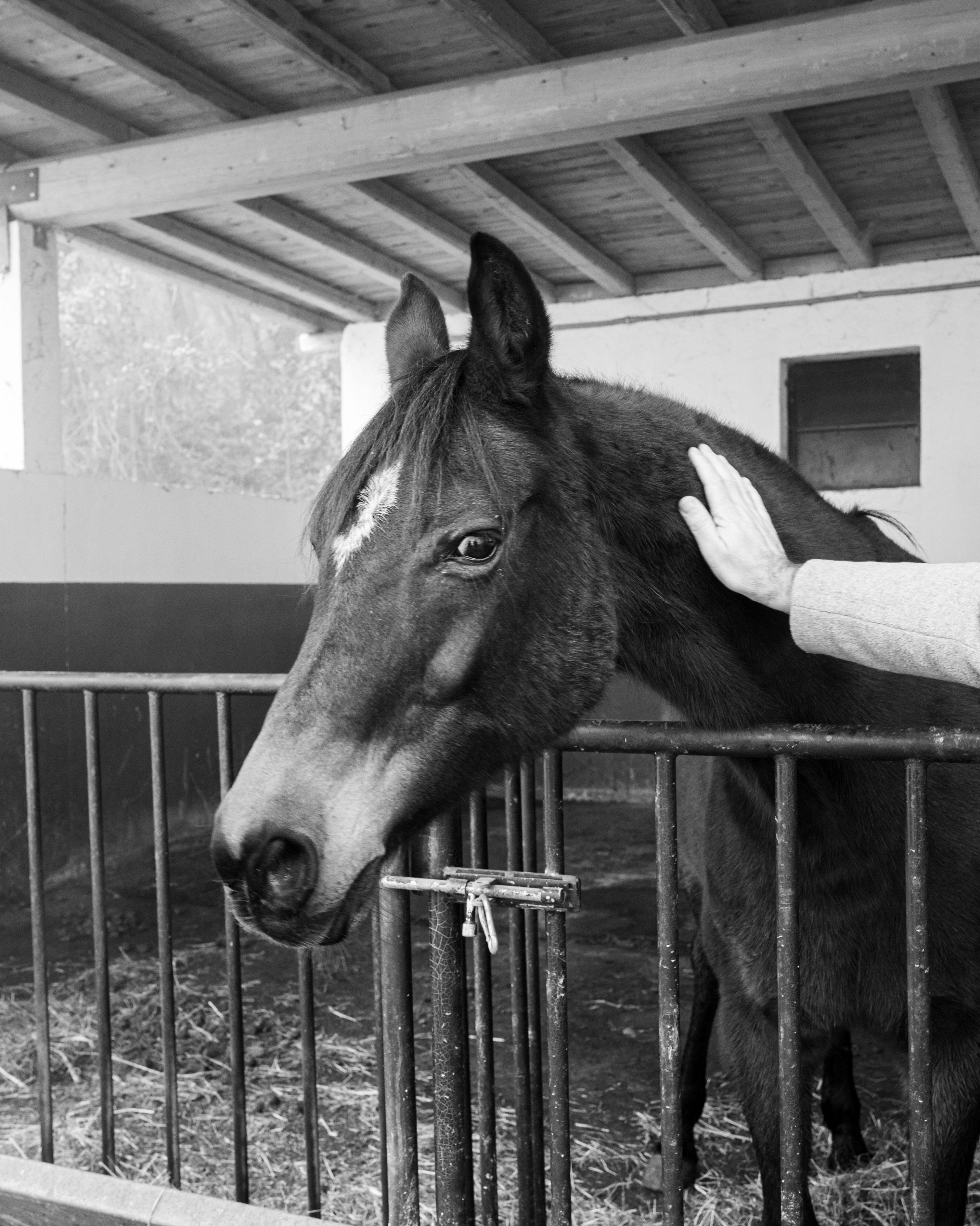 Captivating monochrome close-up of a horse in a stable, showcasing its gentle demeanor.
