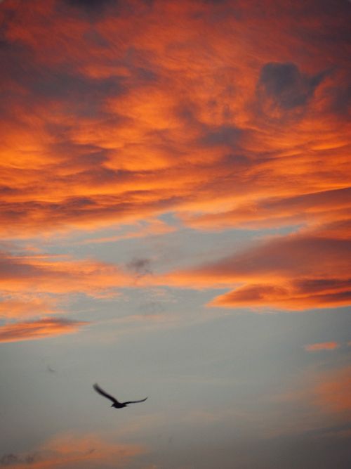 Free Stunning orange sunset clouds with a lone bird's silhouette soaring beneath the dramatic sky. Stock Photo