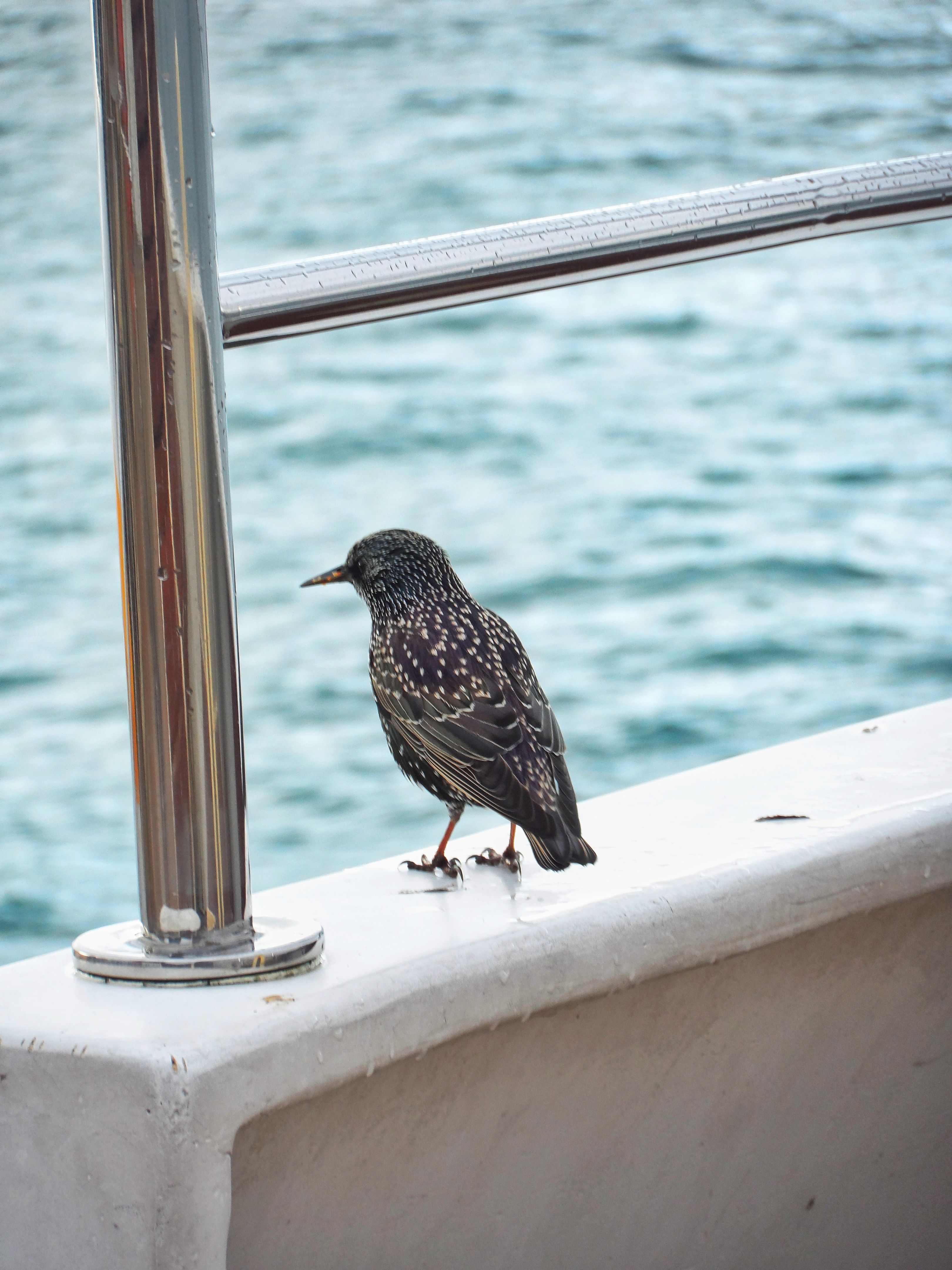 Bird Rail Photos, Download The BEST Free Bird Rail Stock Photos & HD Images