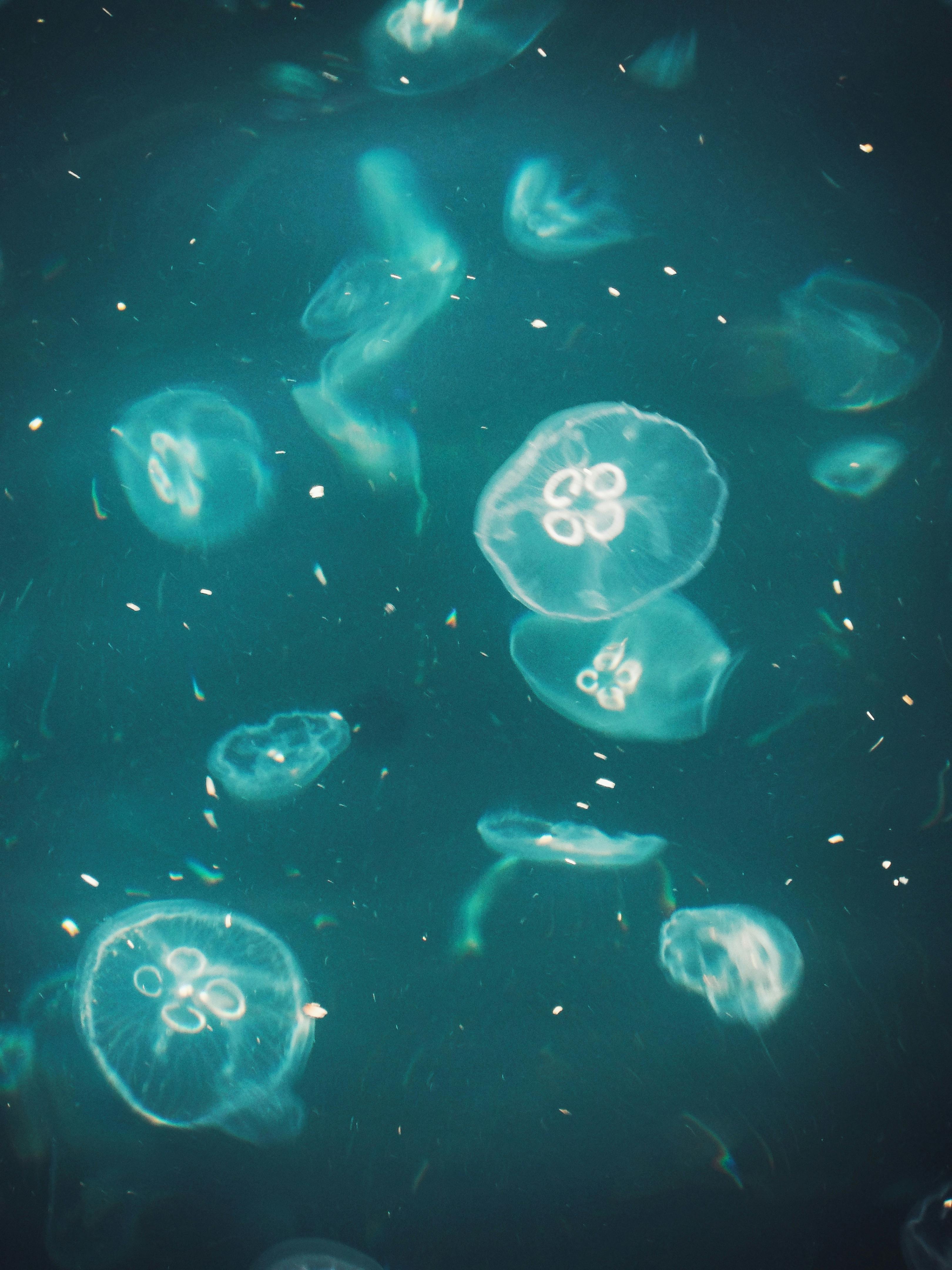 A mesmerizing view of jellyfish gracefully floating in teal ocean waters, captured underwater.