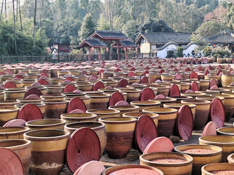 Rows of clay jars in an Asian facility for traditional soy sauce fermentation.