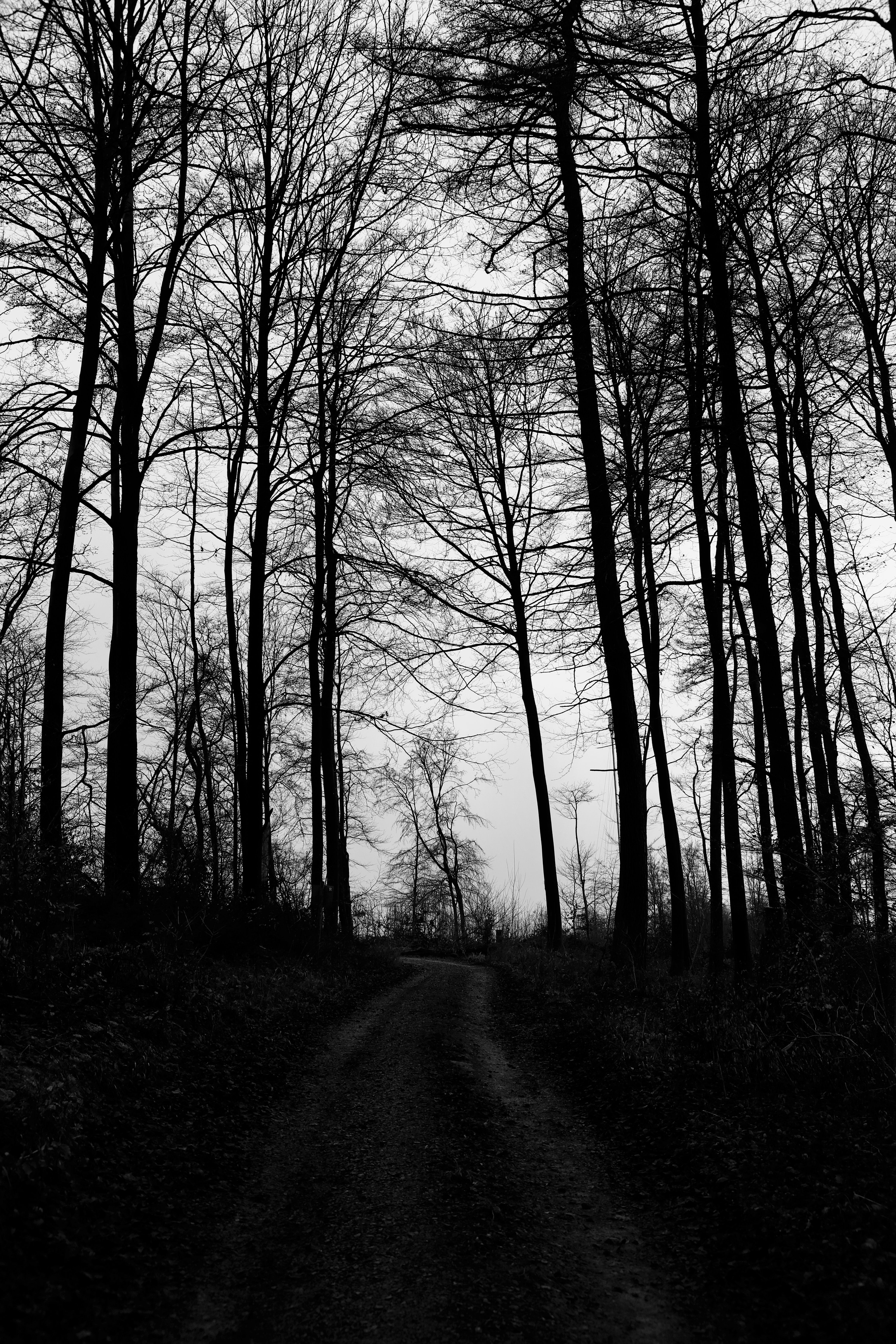 Moody Forest Path in Black and White · Free Stock Photo