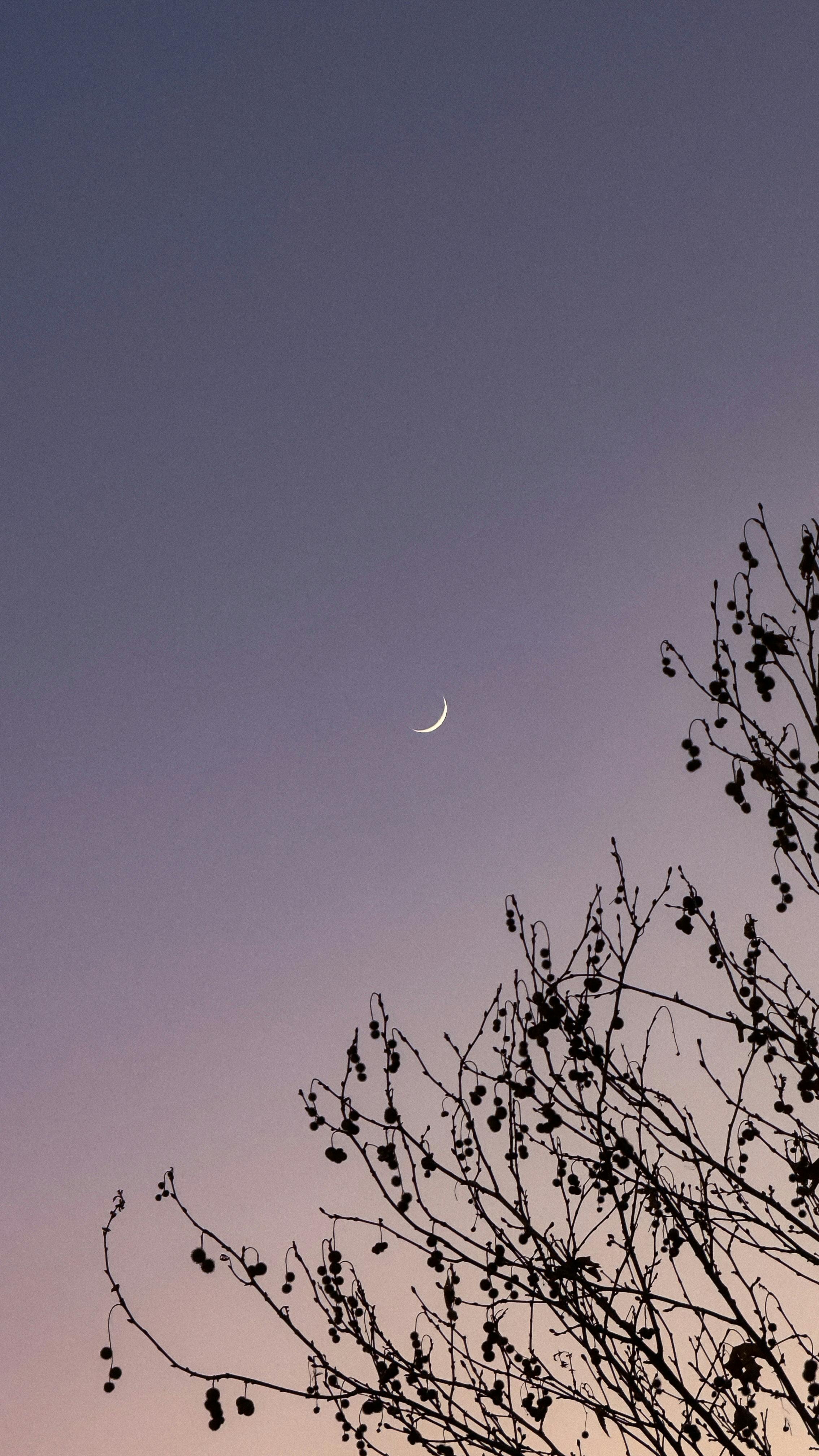 A serene crescent moon with silhouetted branches against a twilight sky.