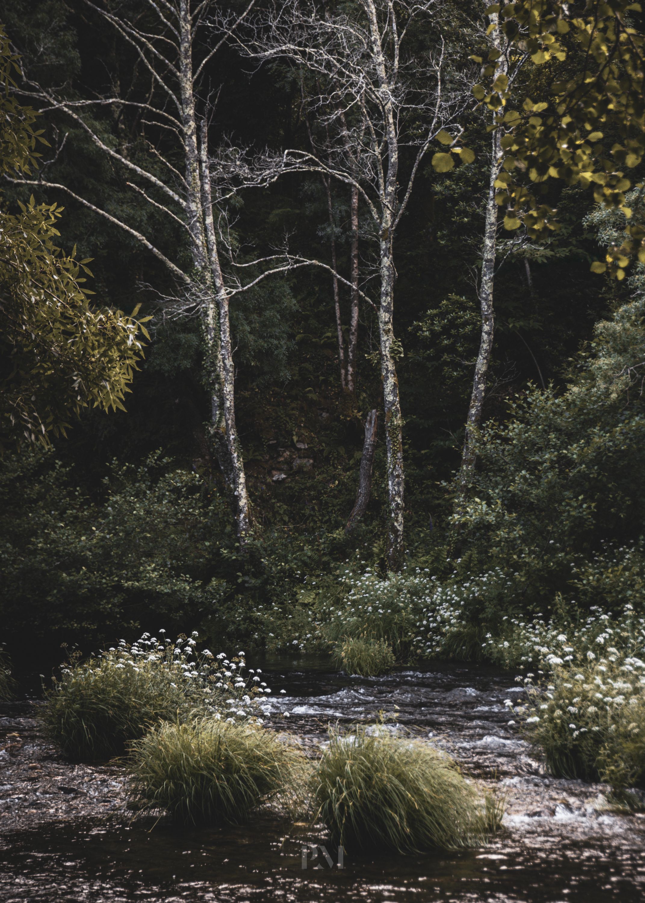 Serene forest scene with a flowing stream surrounded by lush greenery and tall trees.