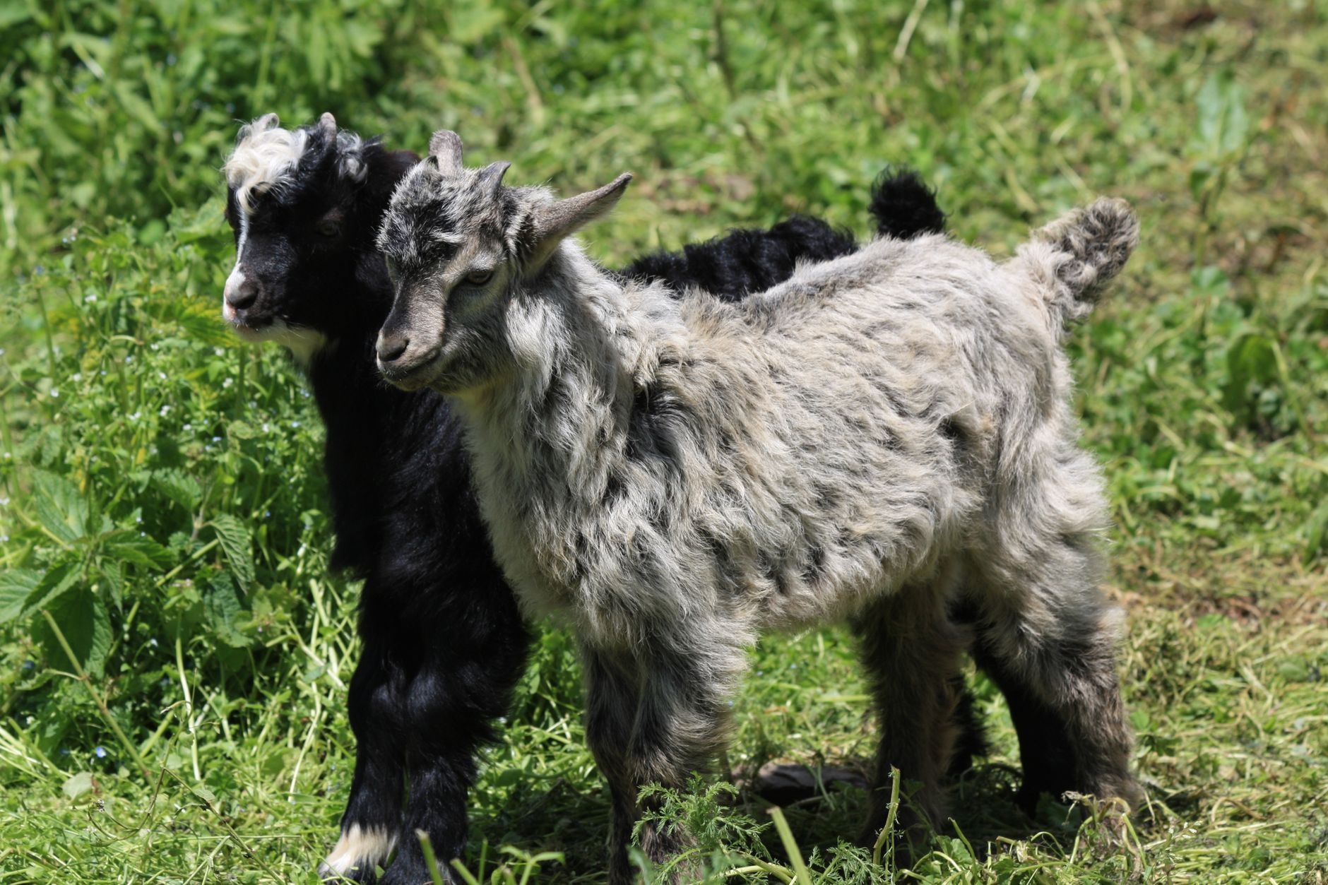 Zoos et Parcs Animaliers