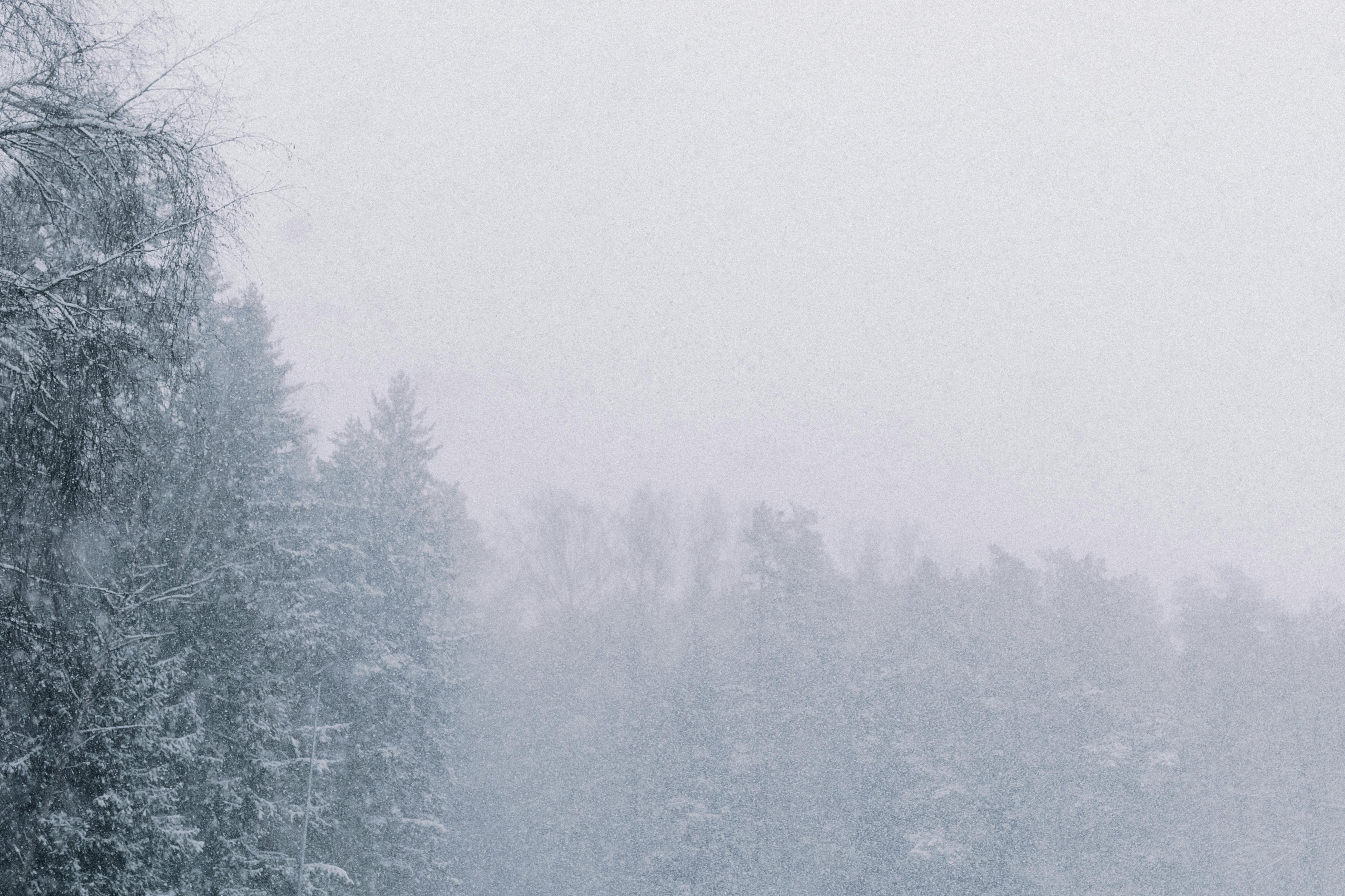 A serene winter scene of a snow-covered forest under a heavy snowfall.