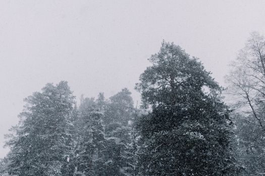 Serene snow-covered pine trees under a gentle snowfall in a winter forest.