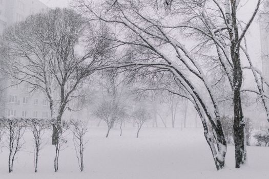 A peaceful winter scene with snow-covered trees in an urban park.