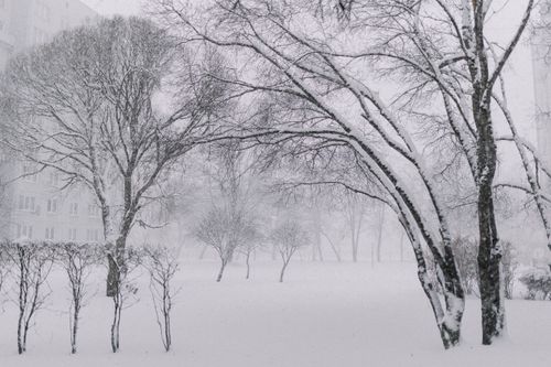 Free A peaceful winter scene with snow-covered trees in an urban park. Stock Photo