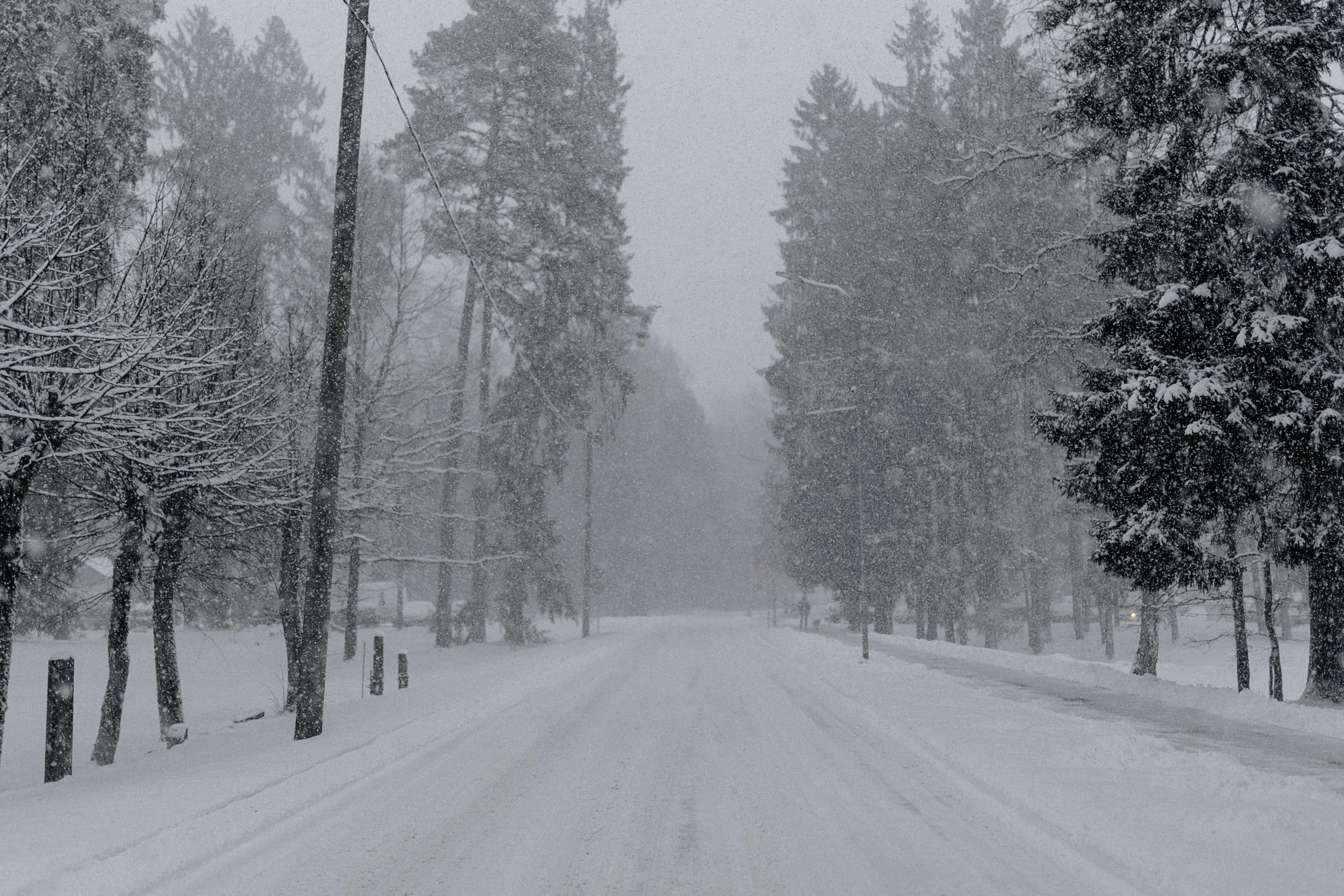 Capturing the serene beauty of a snow-covered road through a quiet winter forest.
