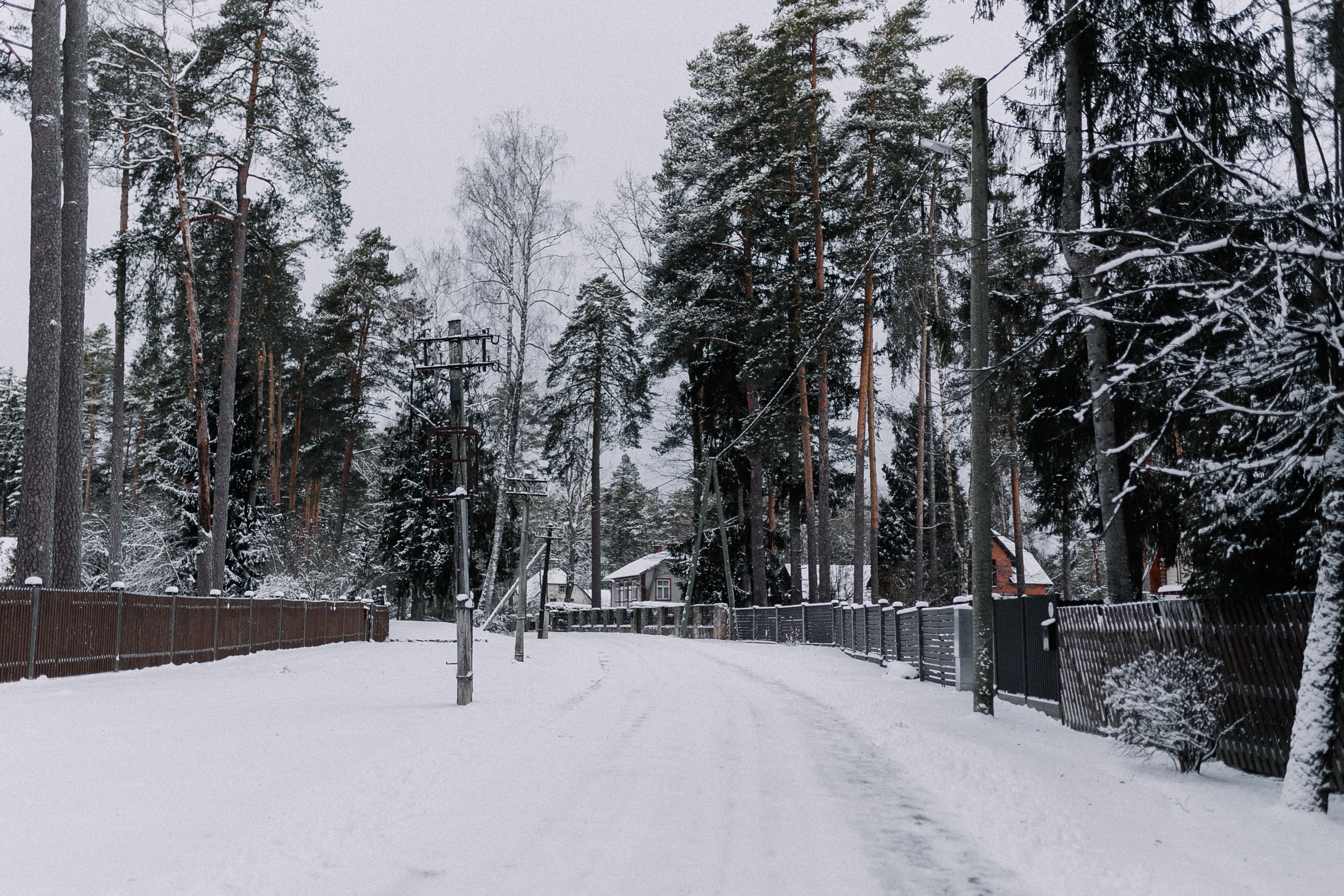 Snowy Winter Road Lined with Tall Pine Trees · Free Stock Photo