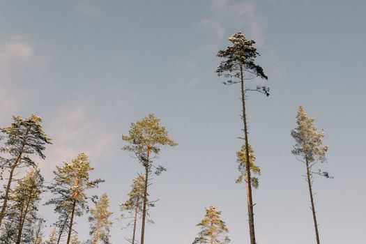 Majestic pine trees reaching up to the clear blue sky, captured in serene nature setting.