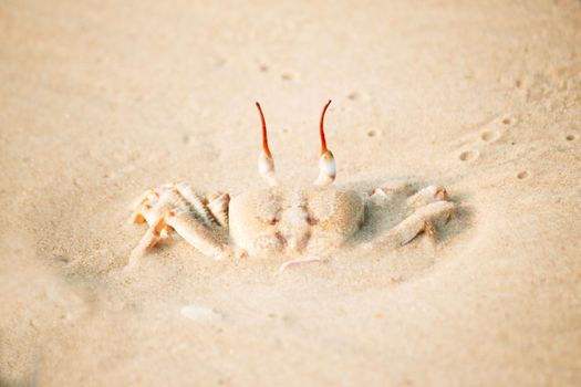 crab photo