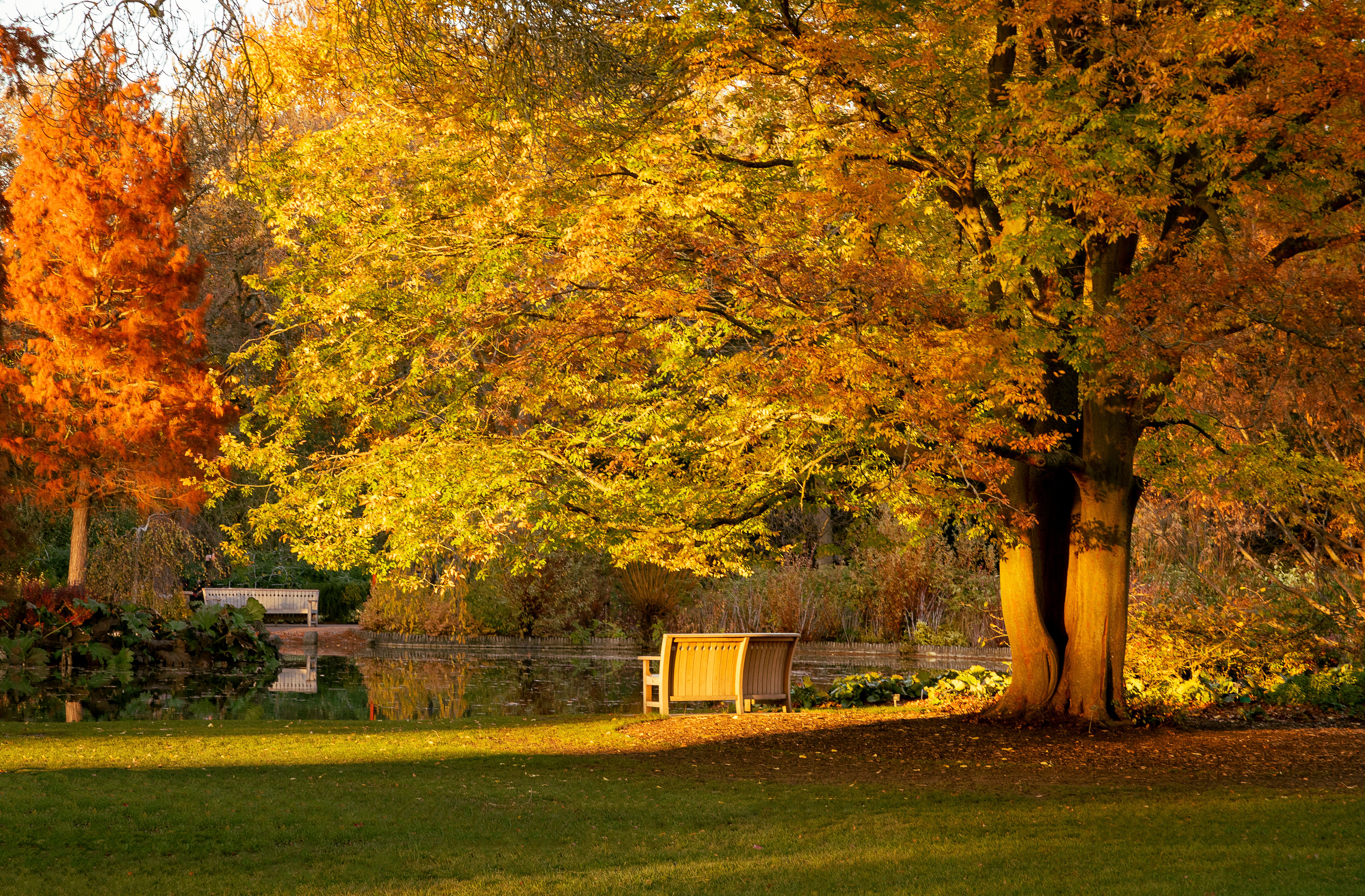 Serene Autumn Park with Vibrant Foliage · Free Stock Photo