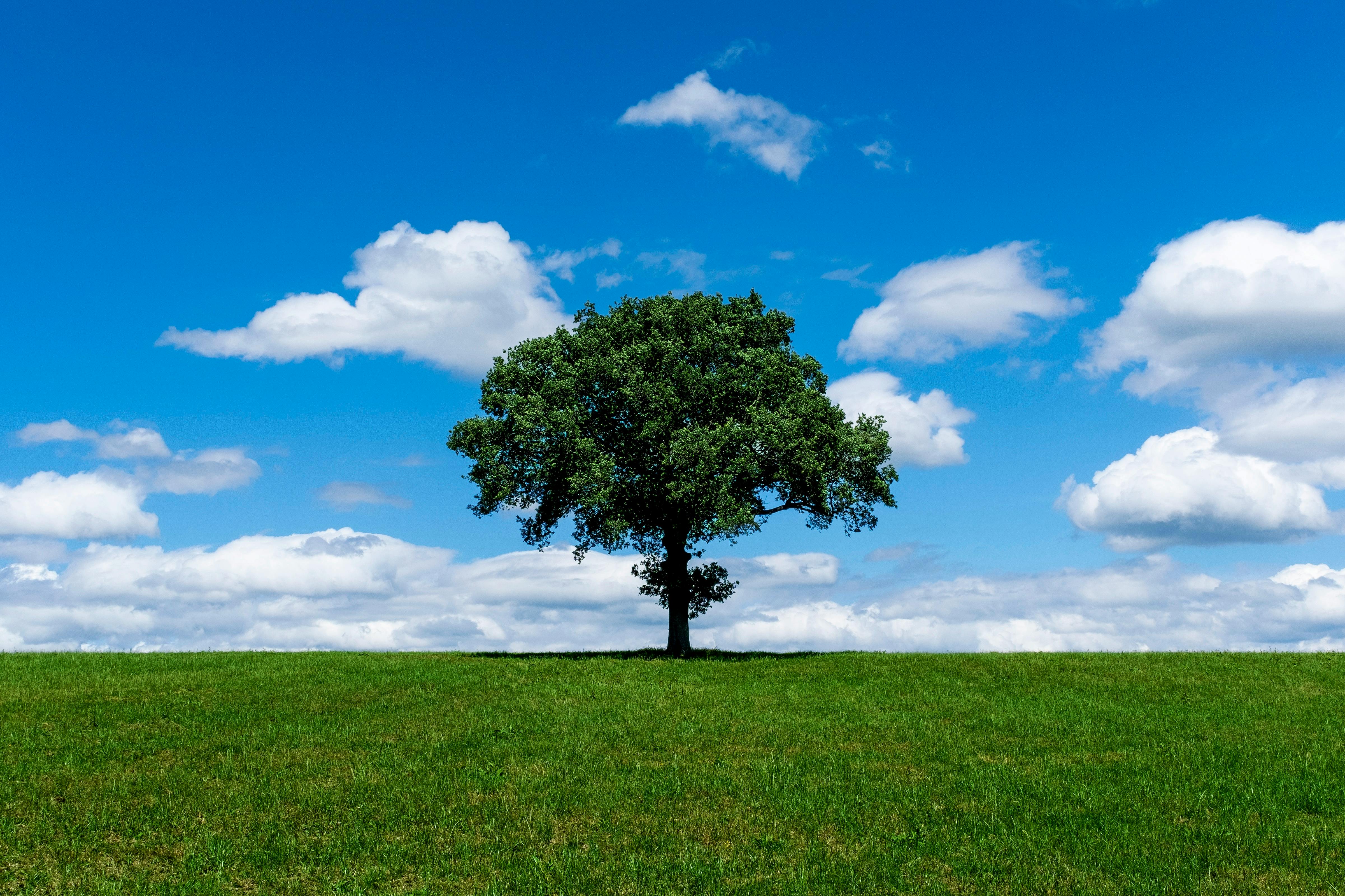 IT and Environmental, Social, and Corporate Governance (ESG), Part One: A CEO and Board Concern — Photo by Bob Jenkin on Pexe