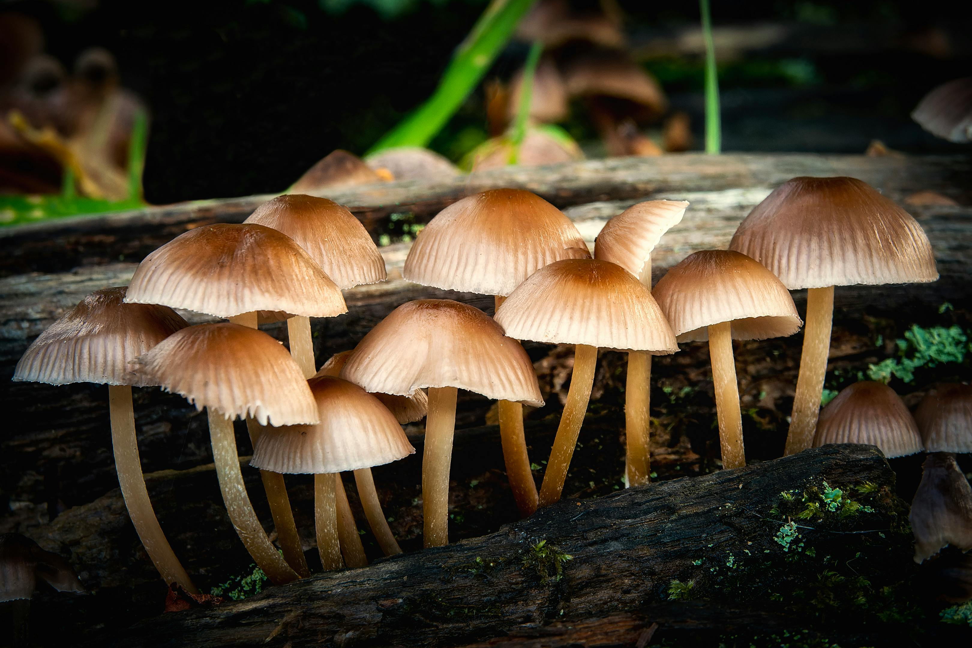 為什麼大安農會的黑木耳產品能在飛天豬生活館上架？