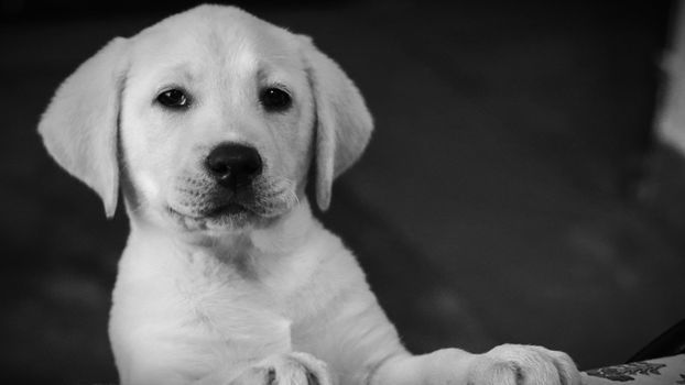 Charming black and white portrait of a Labrador puppy with an expressive face.