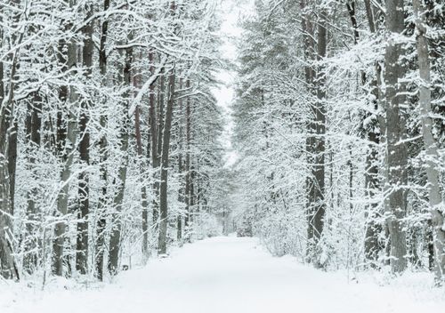 Free Tranquil snow-covered forest path lined with tall trees in winter's embrace. Stock Photo