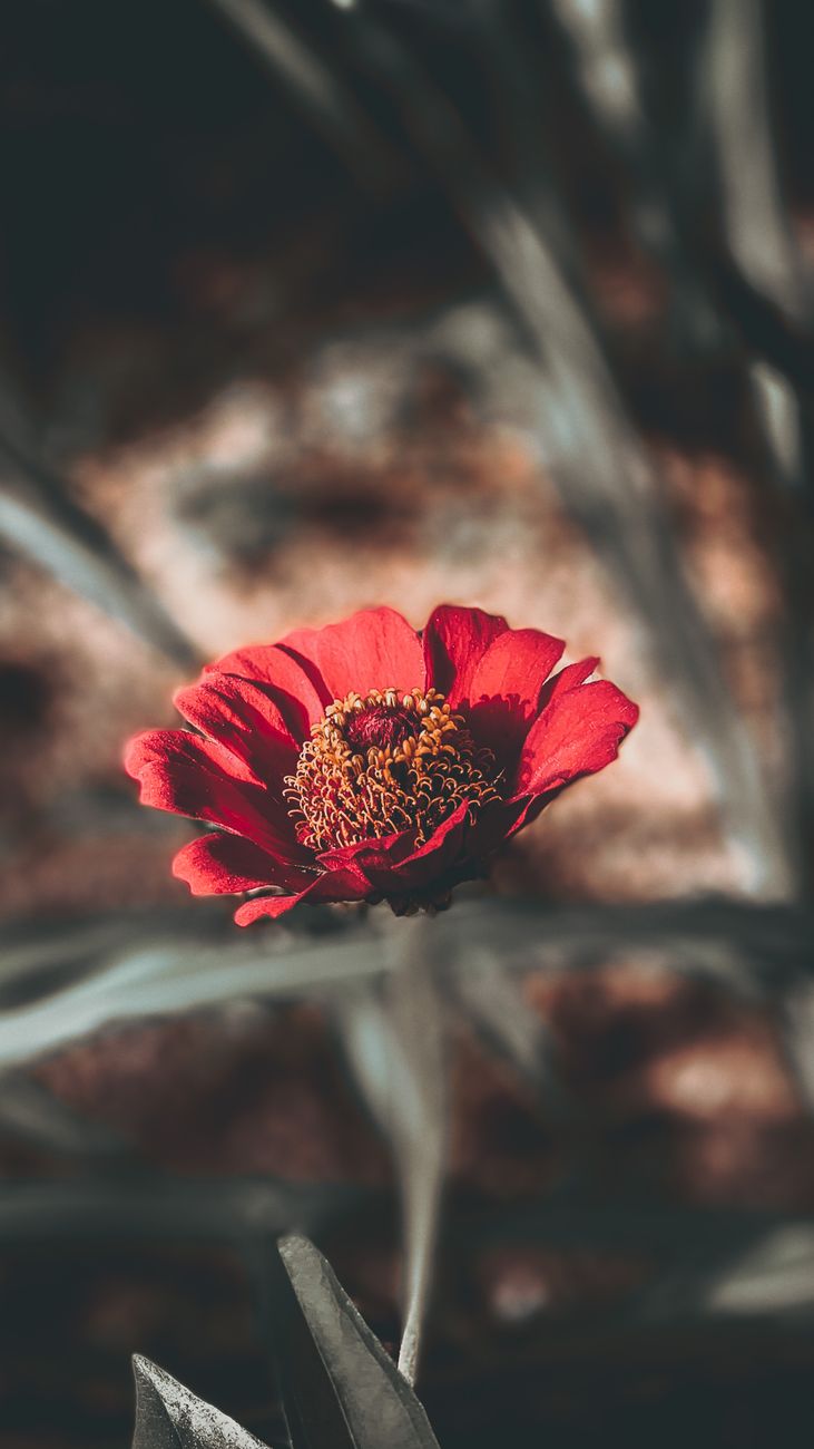 Close-up of a vibrant red flower in Jamaica with a moody background.