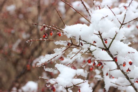 Close-up of snow-covered branches with red winter berries in a serene winter setting.