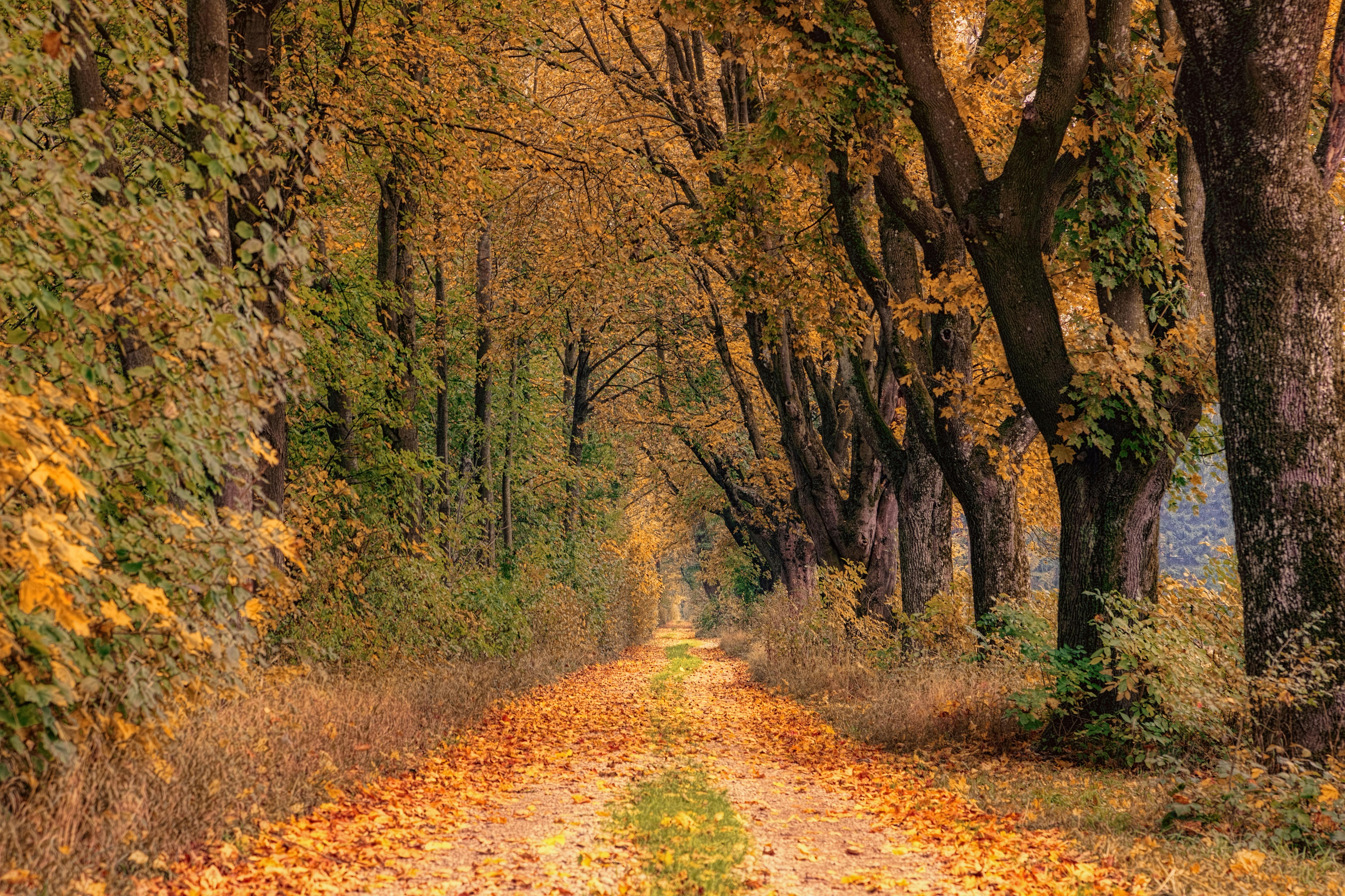 A picturesque woodland path lined with vibrant autumn trees displaying golden foliage.