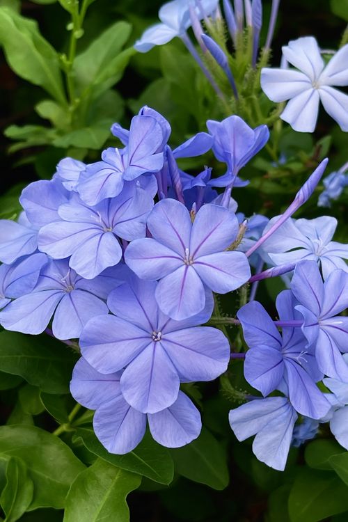 Free High-resolution image showcasing vivid plumbago flowers with lush green leaves. Stock Photo