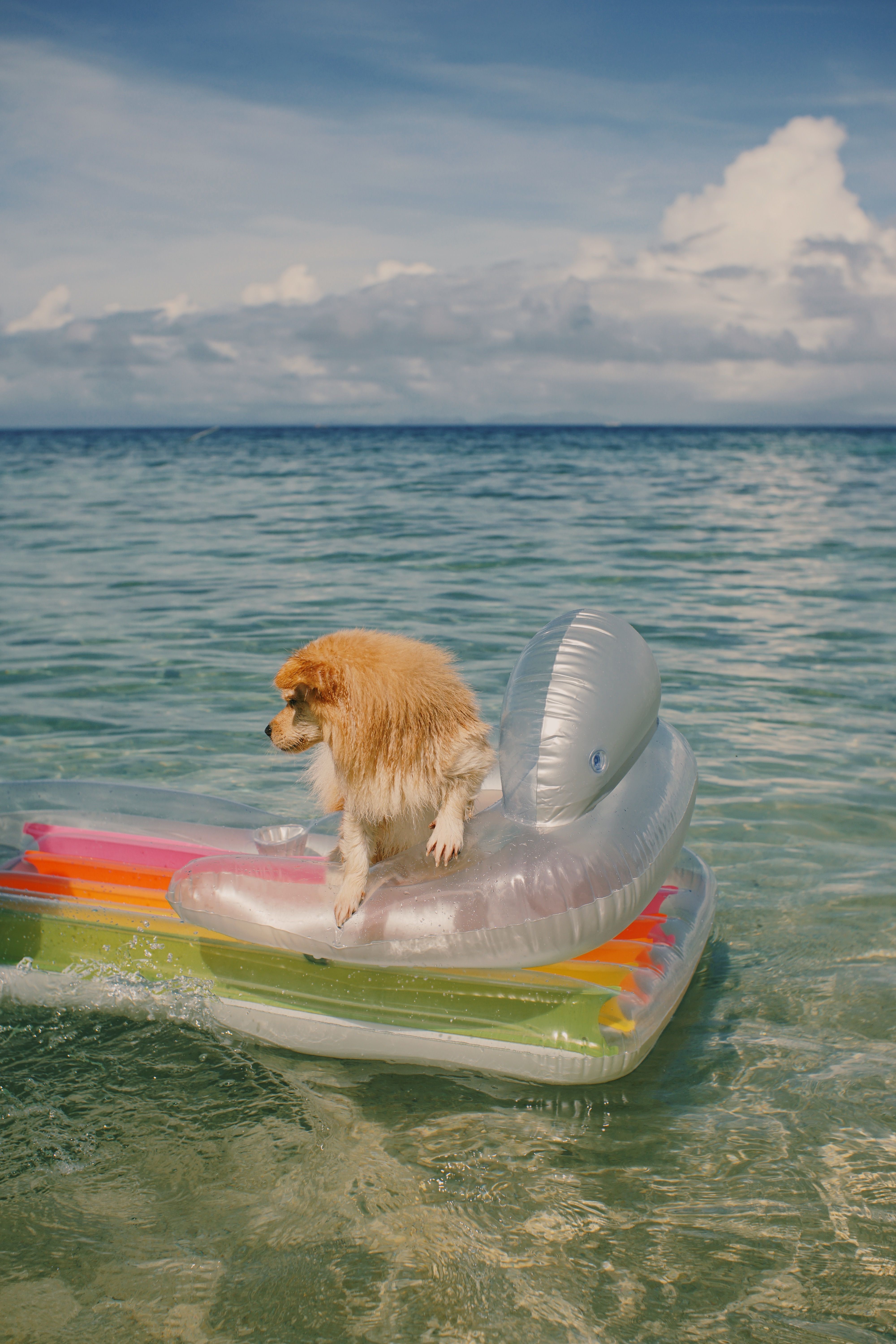 Dog Enjoying Summer on Inflatable Float · Free Stock Photo