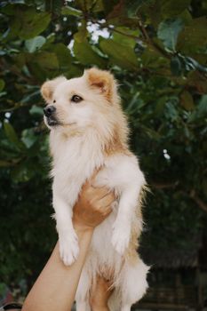Cute fluffy dog being held up in lush green outdoors, exuding joy and companionship.
