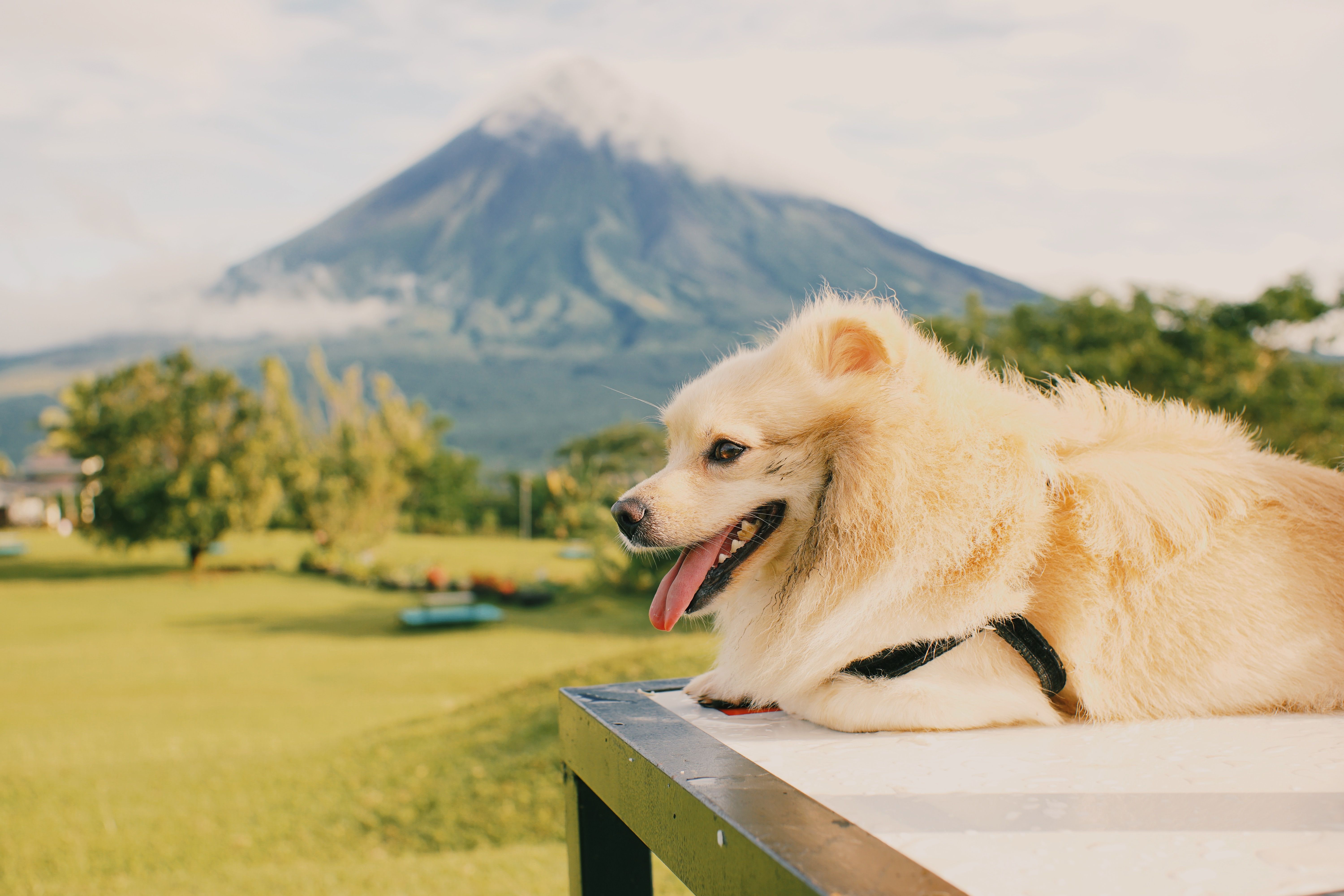 pet lifestyle pets lifestyle — Photo by Alexis Ricardo Alaurin on Pexels
