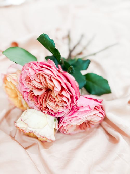 Free A beautifully arranged bouquet of pink and white roses on a soft fabric background. Stock Photo