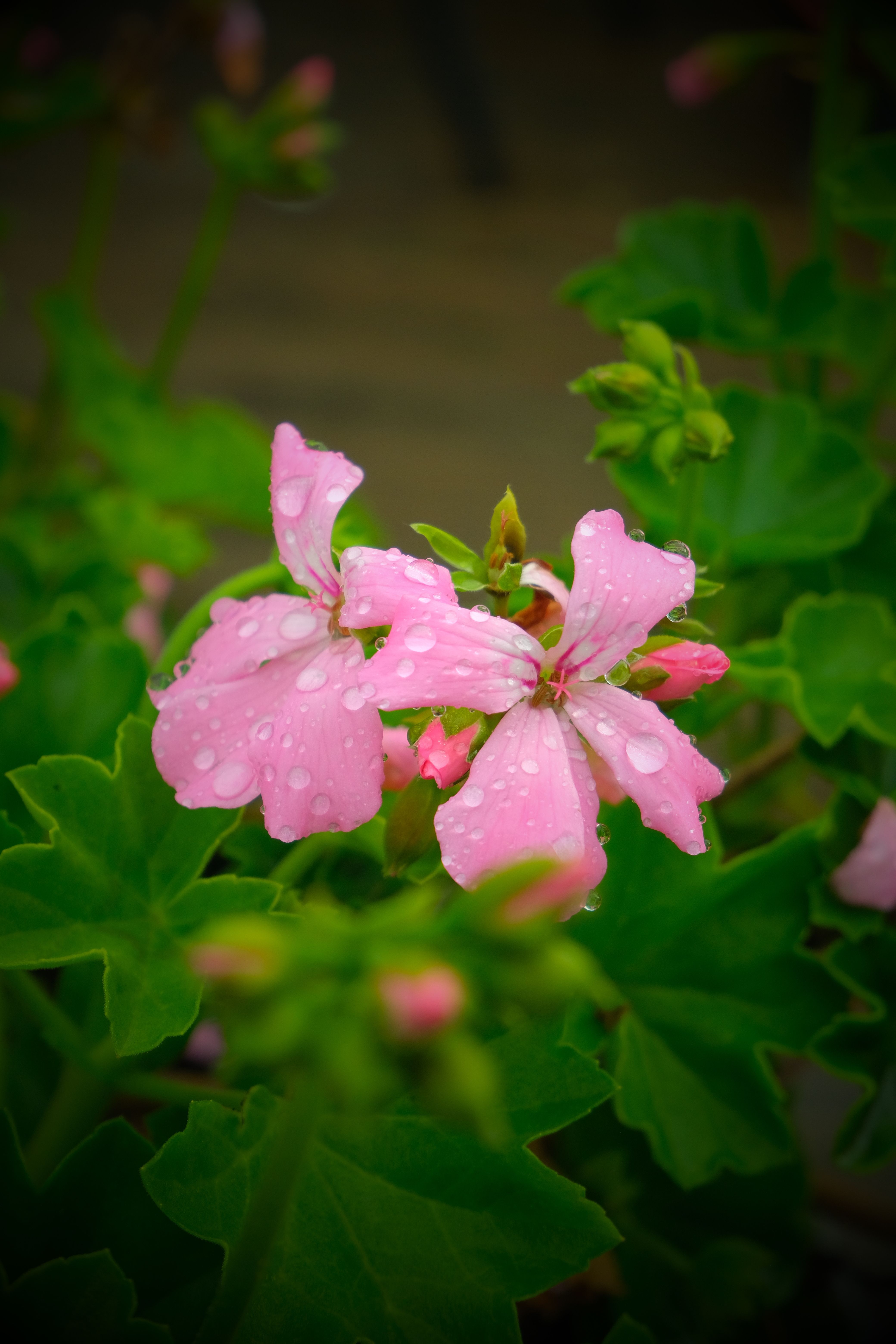 [ColoSach]-close-up-of-pink-geranium-flowers-with-fresh-morning-dew-in-norway,-capturing-natural-beauty.