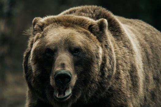 Intense close-up of a grizzly bear showcasing its natural strength and beauty.