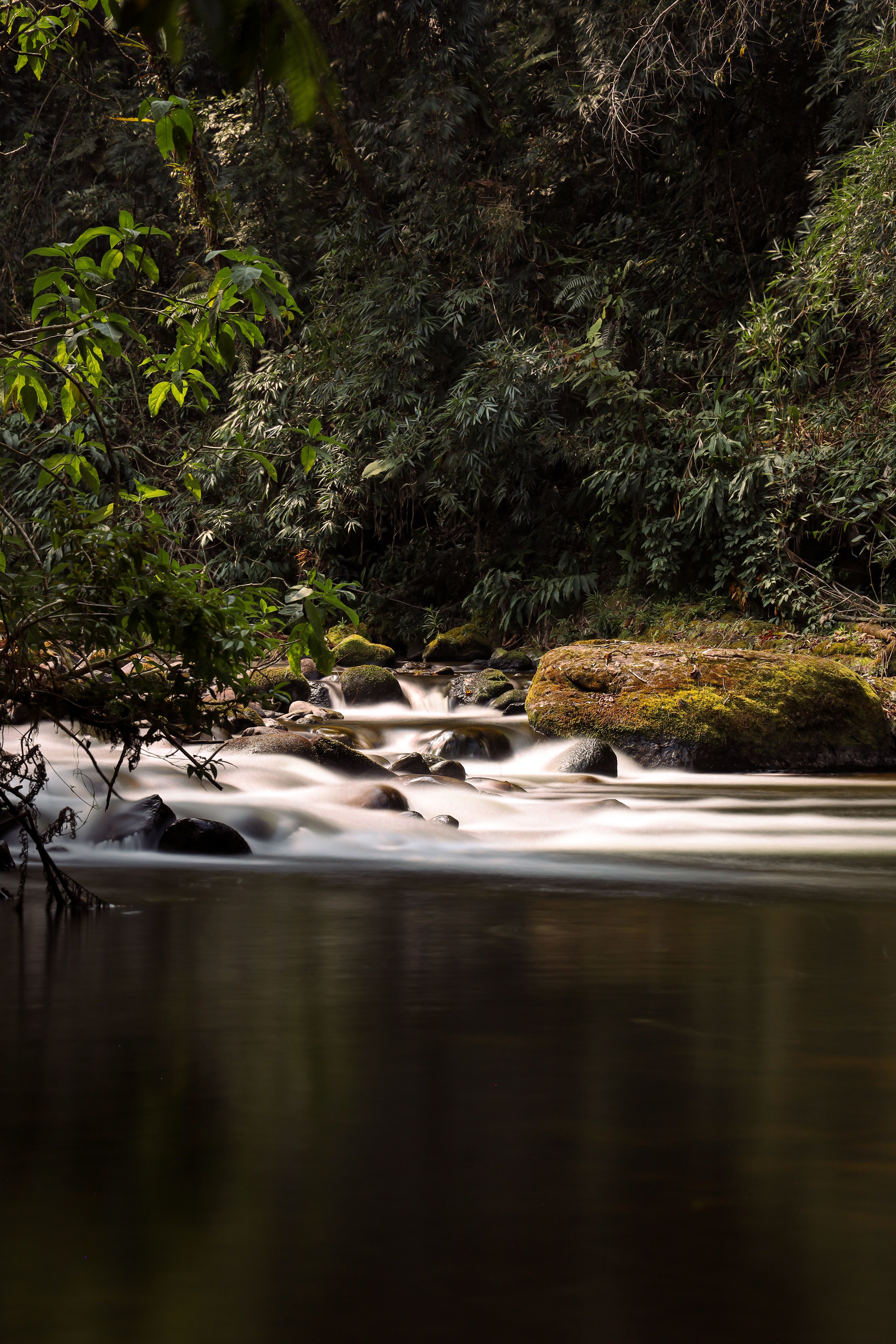 Forest stream in the Amazon rainforest