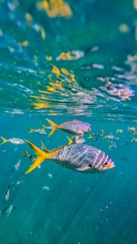 Colorful tropical fish swimming in the clear waters of Australia's Great Barrier Reef. Vibrant underwater scene.
