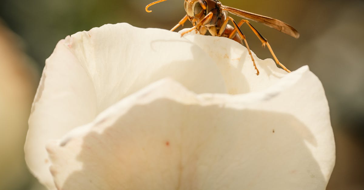 Macro shot of a wasp on a blooming white rose in natural light.