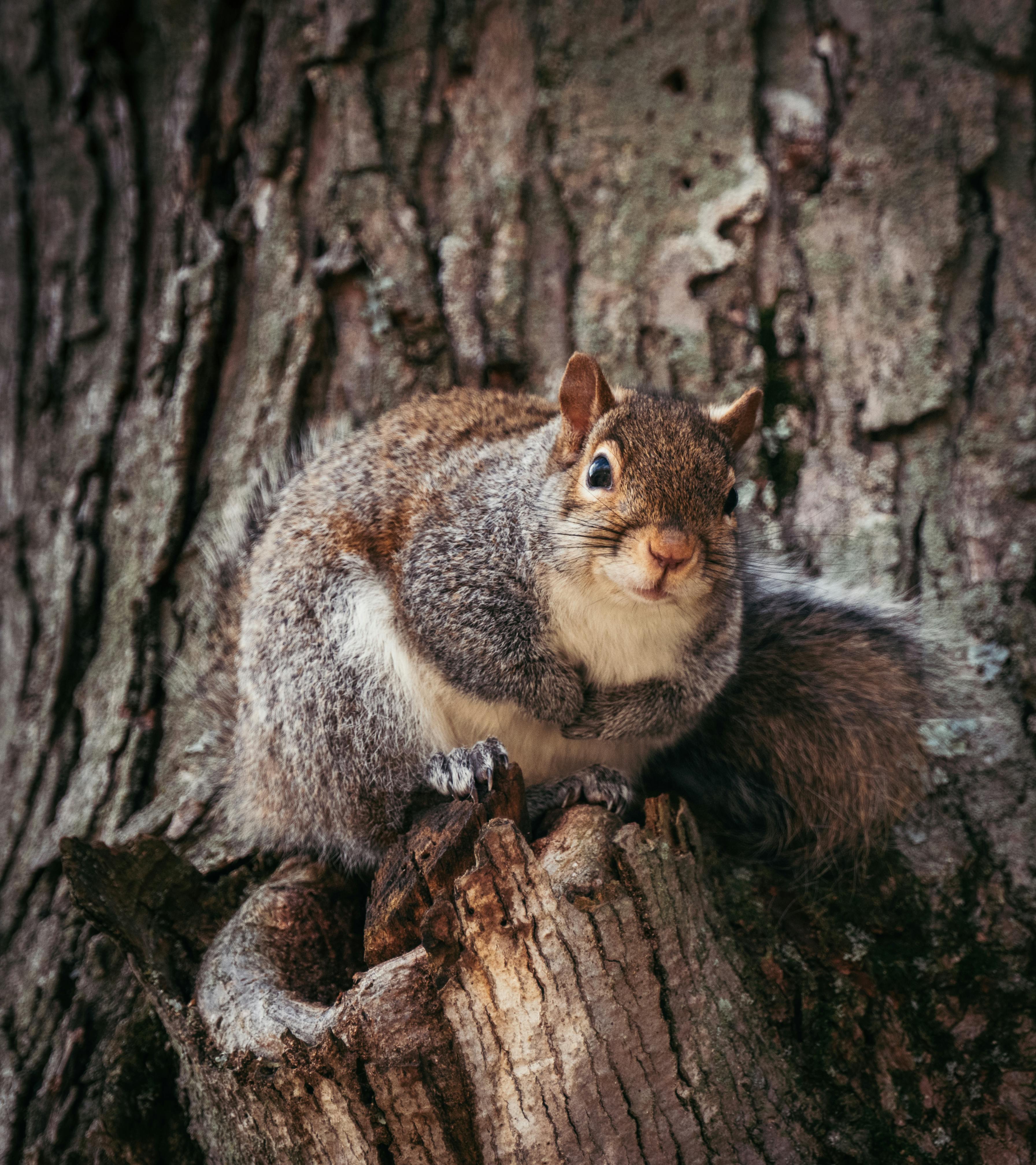 Eastern gray squirrel perched on a tree trunk, looking curious and alert.