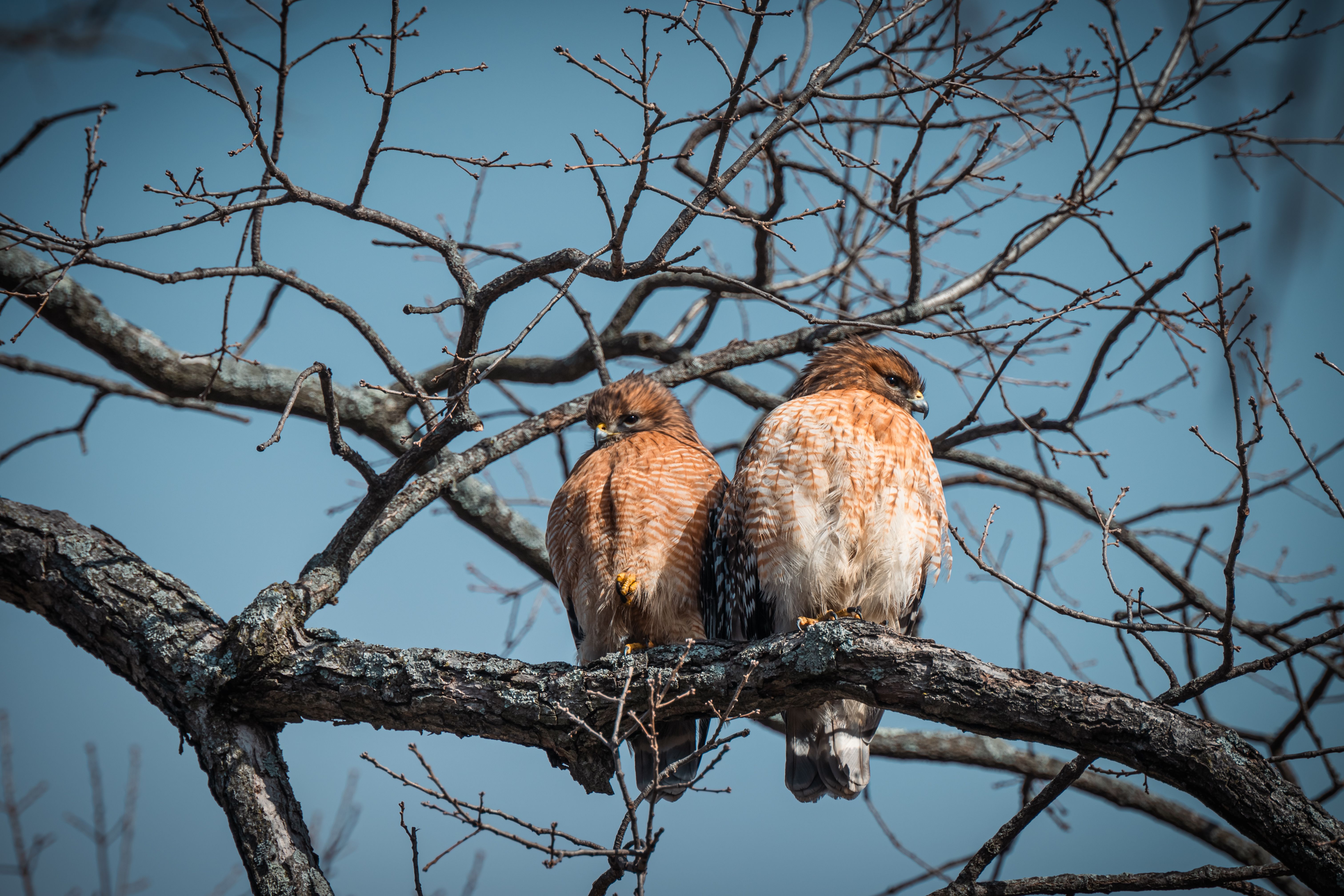 Two Red-shouldered Hawks on a Tree Branch · Free Stock Photo