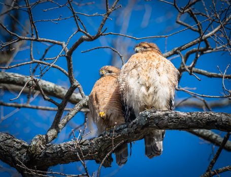 Two red-shouldered hawks perched on a tree branch against a clear blue sky.