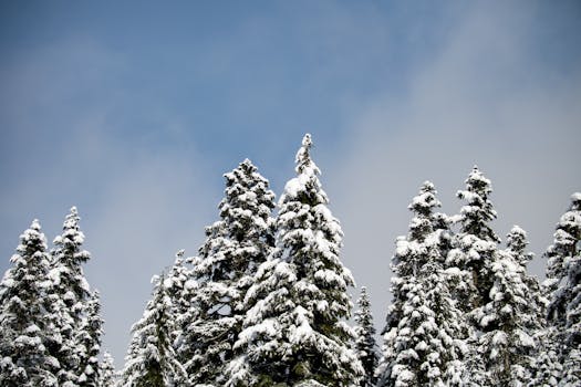 A serene view of snow-covered pine trees against a clear blue sky in winter.