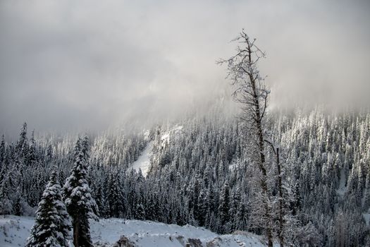 Snow-covered trees and mountains under a cloudy winter sky, showcasing natural beauty.
