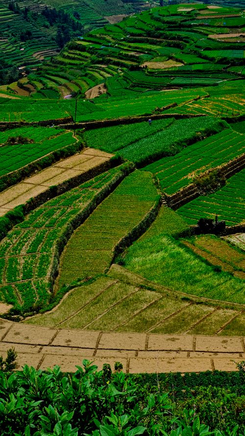 Vattavada strawberry farms Munnar