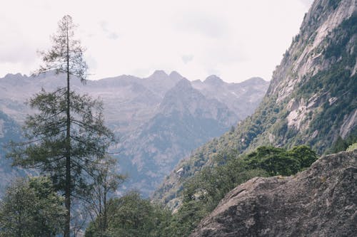 Cây Thông Bên Cạnh Núi